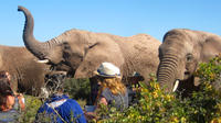 2-Day South African Wildlife Safari de Cape Town