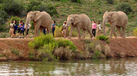 2-Day South African Wildlife Safari Guided Tour from Cape Town