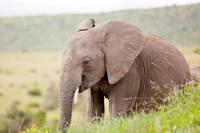 2-Day Western Cape Safari from Cape Town: Big Five Game Drive and Cango Wildlife Ranch