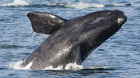 2-Day Whale Coast and Winelands Guided Tour from Cape Town