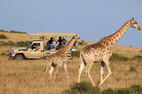 3-Day Garden Route Tour from Cape Town with Big Five Game Drive