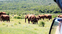 8-Day Garden Route Guided Tour: Cape Point, Cape Winelands and Addo Safari from Cape Town