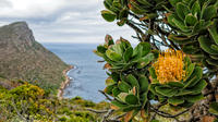 Cape Town Shore Excursion: Private Cape Peninsula and Boulders Beach Penguins Tour