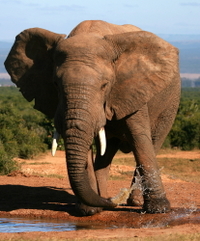 Circuit de 5 jours le temps de la Garden Route: Parc national Addo, Jeffreys Bay, Parc national de Wilderness, Cango Wildlife Ranch et Oudtshoorn