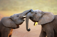 Circuit privé de la Garden Route de 5 jours: parc national de Tsitsikamma, parc national Addo Elephant, Jeffreys Bay, Cango Wildlife Ranch et Oudtshoorn