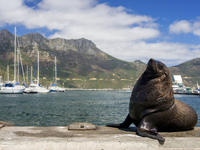 Escapada de un día a Hout Bay, península del Cabo y Boulders Beach Penguins opcional desde Ciudad del Cabo Escapada de un día a Hout Bay, península del Cabo y Boulders Beach Penguins opcional desde Ciudad del Cabo