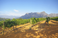 Excursion with dégustation Dans les vignobles de Stellenbosch, au départ du Cap