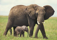 Safari Privé de 2 jours au Cap occidental au départ du Cap: Excursion Big Five et Cango Wildlife Ranch