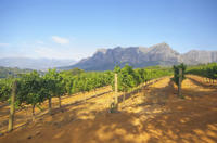 Stellenbosch Winelands Tasting Tour from Cape Town 