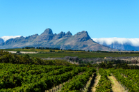 Visite privée: dégustation de vin à Stellenbosch, Franschhoek et Paarl au départ du Cap