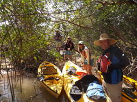 Marco Island Kayak Tour with Optional Beach Landing