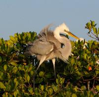 Visite en bateau en petit groupe à la découverte de la faune et la flore du parc national des Everglades de Floride