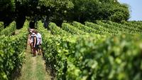 Small-Group Medoc Wine Tasting and Chateaux Tour from Bordeaux