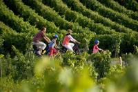 Small-Group St-Emilion Bike Tour from Bordeaux Including Wine Tastings and Lunch