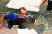 Swim with the Seals at the Miami Seaquarium