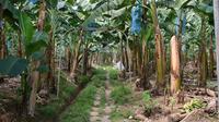 Limon Shore Excursion: City Tour with Banana Plantation and Tortuguero