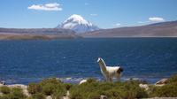 Private Day Trip Around Arica Including Lauca National Park