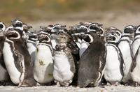 Puerto Madryn Shore Excursion: Private Day Trip to Punta Tombo Penguin Colony