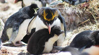 Rockhopper Penguins at Cape Bougainville from Stanley