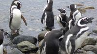 Shore Excursion: Magellan Penguins Natural Reserve in Magdalena Island from Punta Arenas
