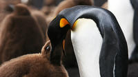 Volunteer Point in Falkland Islands