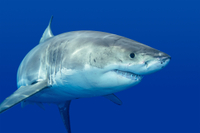 Visite privée: plongée en cage with les grands Requins blancs du Cap
