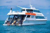 Outer Great Barrier Reef Snorkeling and Diving Cruise from Port Douglas