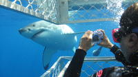 4-Day Port Lincoln to Ceduna Experience the Edge Tour Including Shark Cage Dive and Swim with Sealions and Dolphins