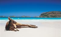 6-Day Camping Tour de Perth: Esperance, Stirling Ranges et Margaret River