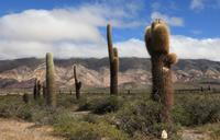 2-Day Calchaquí Valley Tour to Cachi and Cafayate 