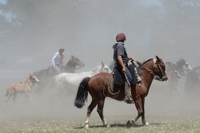 Landausflug in Buenos Aires: Gaucho-Tagesausflug zur Santa Susanna Ranch Landausflug in Buenos Aires: Gaucho-Tagesausflug zur Santa Susanna Ranch