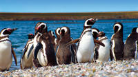 Tombo Punta Penguin Colony et Union Beach de Puerto Madryn