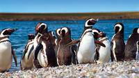 Punta Tombo Penguin Colony and Union Beach from Puerto Madryn with optional Toninas Watching