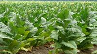 Tobacco Route Full Day Tour from Salta