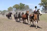 Une journée chez les Gauchos au départ de Buenos Aires: Don Silvano Ranch