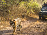 6-Night Golden Triangle Private Tour and Ranthambore Wildlife Safari from Delhi