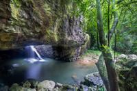 Springbrook and Tamborine Rainforest Tour Including Natural Bridge and Glow Worm Cave