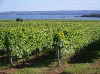 Small-Group Annapolis Valley Wine and Food Tour from Halifax