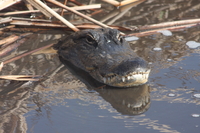Visite en petit groupe: aventure d'Une journée Dans les Everglades au départ de Fort Lauderdale