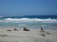 Kangaroo Island på en dag - tur fra Adelaide Kangaroo Island på en dag - tur fra Adelaide