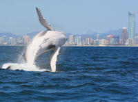 Morning or Afternoon Gold Coast Whale Watching Cruise