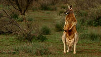 FLINDERS RANGES and OUTBACK 3 Day Small Group 4WD Eco Safari image 1 FLINDERS RANGES and OUTBACK 3 Day Small Group 4WD Eco Safari image 1