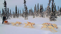 4-Day Northern Lights et Dog Mushing Adventure