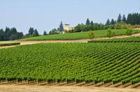 Willamette Wine Country Bike Tour from Portland