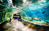 Visite de l'aquarium d'Istanbul et sortie commerçante indépendante à l'Aqua Florya