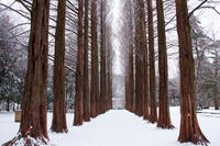 Winter Sonata TV Tour on Nami Island from Seoul 