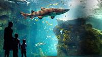 Aquarium La Rochelle-Eintrittskarte inklusive Audioguide Aquarium La Rochelle-Eintrittskarte inklusive Audioguide