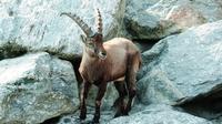 Almindelig adgangsbillet til Alpenzoo Innsbruck og Hungerburgbahn Almindelig adgangsbillet til Alpenzoo Innsbruck og Hungerburgbahn