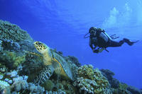 2-Tank Dive in Tunku Abdul Rahman Park