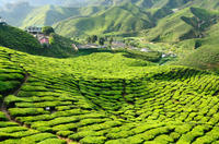 3-Night Cameron Highlands and Penang Tour from Kuala Lumpur